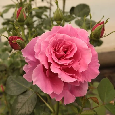 Rosa 'Torockó' - rózsaszín - climber, futó rózsa