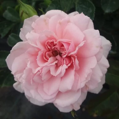 Rosa 'Blush™ Winterjewel®' - rózsaszín - nosztalgia rózsa