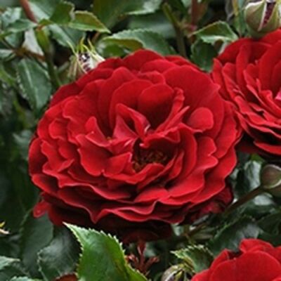 Rosa 'Draga™' - vörös - virágágyi polianta rózsa