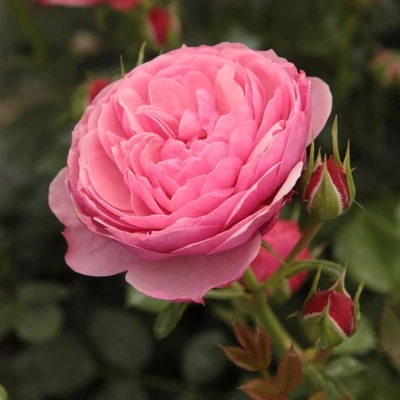 Rosa 'Punch™' - rózsaszín - törpe - mini rózsa