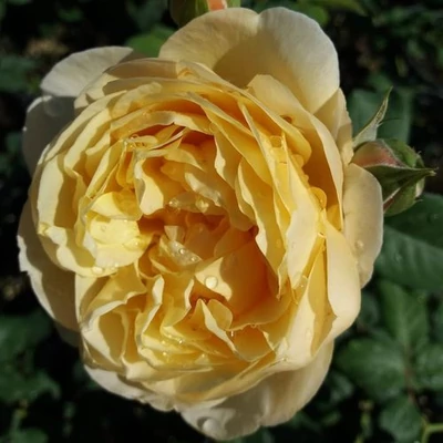 Rosa 'Olivera™' - sárga - virágágyi floribunda rózsa