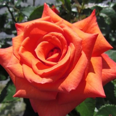 Rosa 'Wonderful You™' - narancssárga - teahibrid rózsa