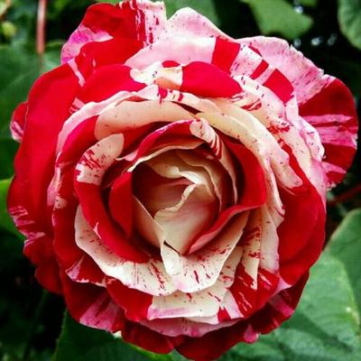 Rosa 'Rock & Roll™' - vörös - fehér - virágágyi grandiflora - floribunda rózsa