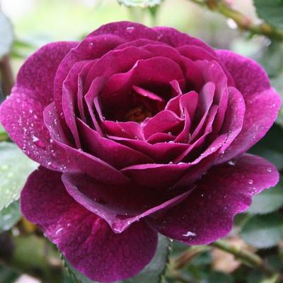 Rosa 'Weksmopur' - lila - virágágyi floribunda rózsa