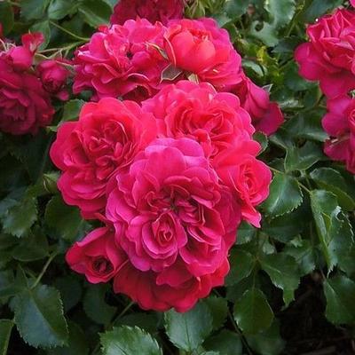 Rosa 'Gärtnerfreude ®' - vörös - talajtakaró rózsa