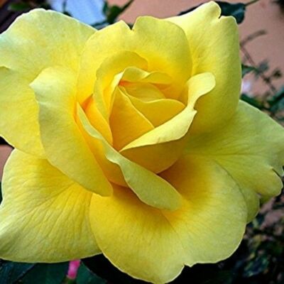 Rosa 'President Armand Zinsch™' - sárga - teahibrid rózsa