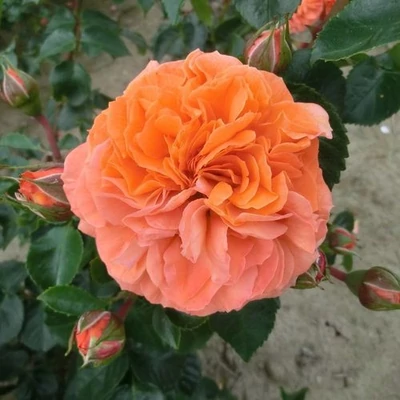 Rosa 'Orangerie ®' - narancssárga - virágágyi floribunda rózsa