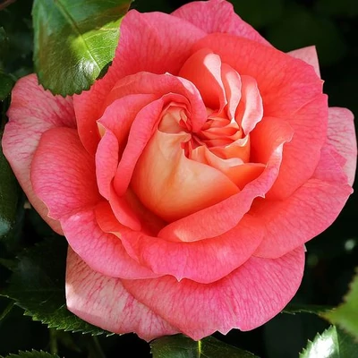Rosa 'Sommersonne®' - rózsaszín - virágágyi floribunda rózsa