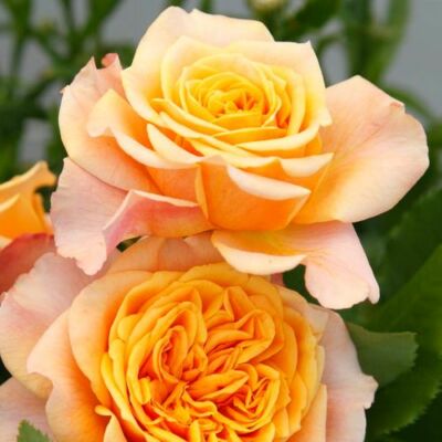 Rosa 'La Villa Cotta ®' - sárga - rózsaszín - virágágyi grandiflora - floribunda rózsa