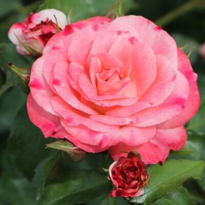 Rosa 'Rosenstadt Freising ®' - fehér - rózsaszín - virágágyi floribunda rózsa