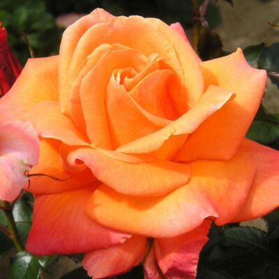 Rosa 'Mamma Mia!™' - narancssárga - teahibrid rózsa