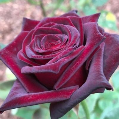 Rosa 'Black Baccara®' - vörös - teahibrid rózsa
