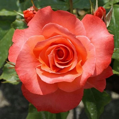 Rosa 'Christophe Colomb®' - narancssárga - teahibrid rózsa