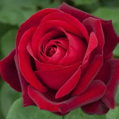 Rosa 'Edith Piaf®' - vörös - teahibrid rózsa