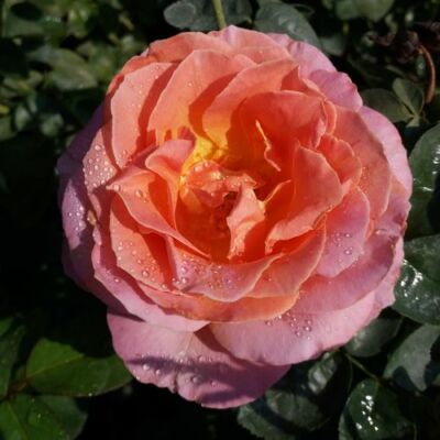 Rosa 'Elle®' - sárga - rózsaszín - teahibrid rózsa