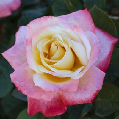 Rosa 'Laetitia Casta®' - fehér - rózsaszín - teahibrid rózsa