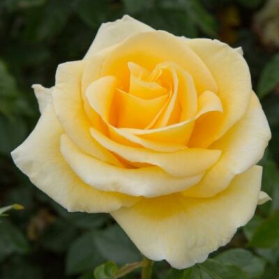 Rosa 'Raffaello®' - sárga - teahibrid rózsa