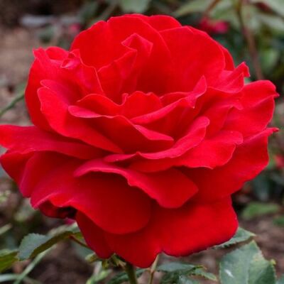 Rosa 'Victor Hugo®' - vörös - teahibrid rózsa