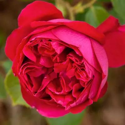 Rosa 'Eric Tabarly®' - vörös - climber, futó rózsa