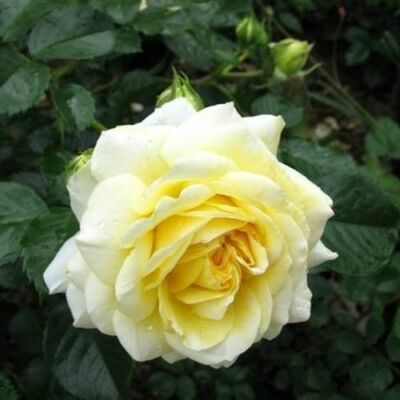 Rosa 'Nadia® Meillandecor®' - sárga - talajtakaró rózsa
