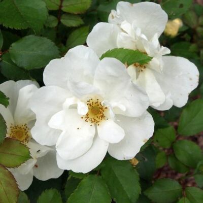 Rosa 'White Knock Out®' - fehér - virágágyi floribunda rózsa