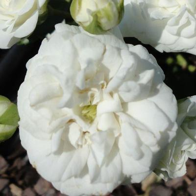 Rosa 'Icy Drift®' - fehér - talajtakaró rózsa