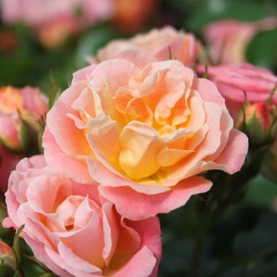 Rosa 'Peach Drift®' (syn.: 'Meiggili') - narancssárga - talajtakaró rózsa