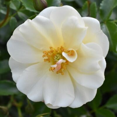 Rosa 'Diamant®' - fehér - talajtakaró rózsa