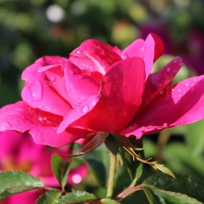 Rosa 'Gartenfreund®' - rózsaszín - virágágyi floribunda rózsa