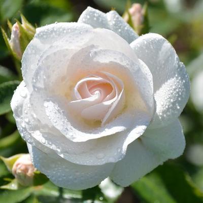 Rosa 'Innocencia®' - fehér - talajtakaró rózsa