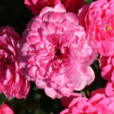 Rosa 'Knirps®' - rózsaszín - talajtakaró rózsa