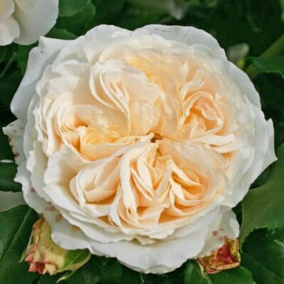 Rosa 'Kosmos®' - fehér - virágágyi floribunda rózsa