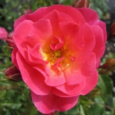 Rosa 'Maxi-Vita®' - rózsaszín - virágágyi floribunda rózsa