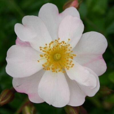 Rosa 'Medeo®' - fehér - talajtakaró rózsa