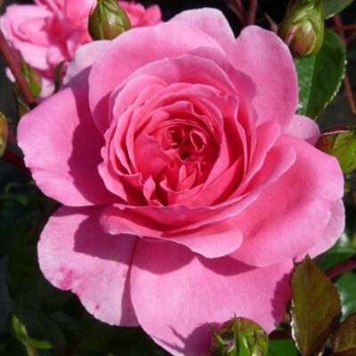 Rosa 'Palmengarten Frankfurt®' - rózsaszín - talajtakaró rózsa