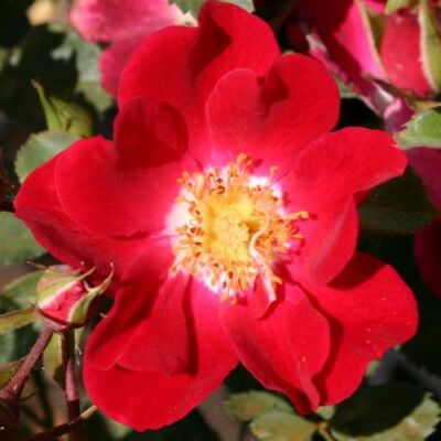 Rosa 'Sommerabend®' - vörös - talajtakaró rózsa