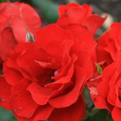 Rosa 'Tojo®' - vörös - virágágyi floribunda rózsa