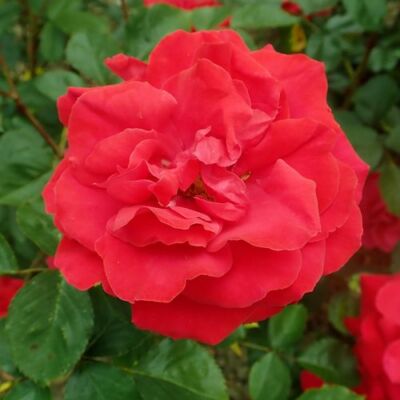Rosa 'Gruss an Heidelberg®' - vörös - climber, futó rózsa