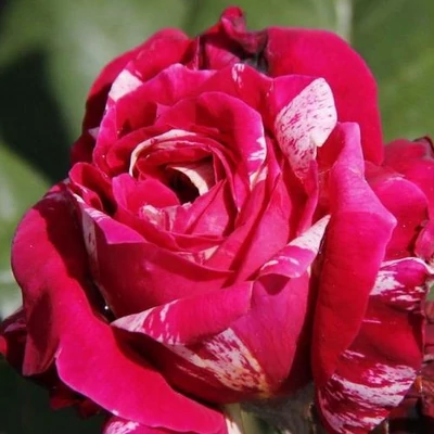 Rosa 'Barroma®' - rózsaszín - fehér - teahibrid rózsa