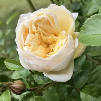 Rosa 'Perpetually Yours' - sárga - climber, futó rózsa
