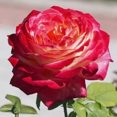 Rosa 'Pop Star' - vörös - sárga - teahibrid rózsa