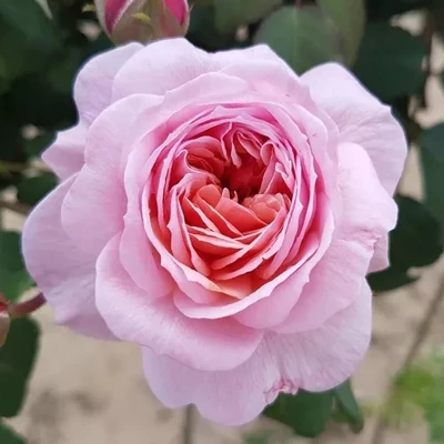 Rosa 'Eeuwige Passie' - rózsaszín - virágágyi floribunda rózsa