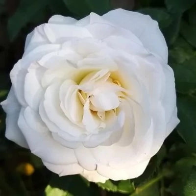 Rosa 'VIissnowit' - fehér - virágágyi floribunda rózsa