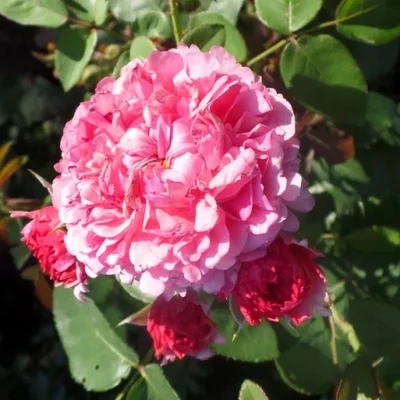 Rosa 'Daliamy' - rózsaszín - climber, futó rózsa