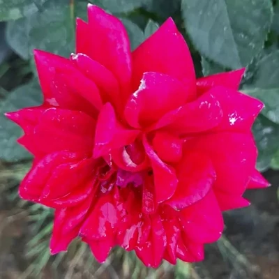 Rosa 'Sissek™' - vörös - virágágyi floribunda rózsa