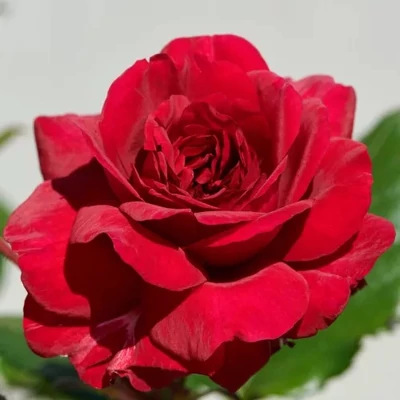 Rosa 'Christina™' - vörös - nosztalgia rózsa