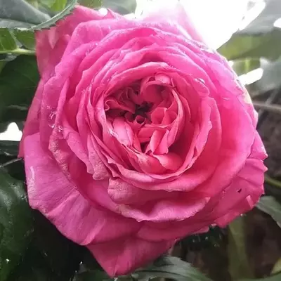 Rosa 'Pink Goldfluss' - rózsaszín - nosztalgia rózsa