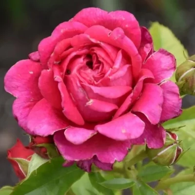 Rosa 'Rodonit' - vörös - --