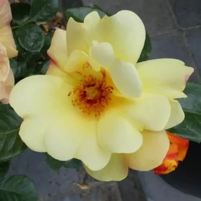 Rosa 'Kenendure' - sárga - virágágyi floribunda rózsa