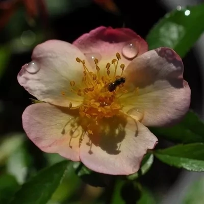 Rosa 'Plaisanterie' - rózsaszín - sárga - virágágyi floribunda rózsa